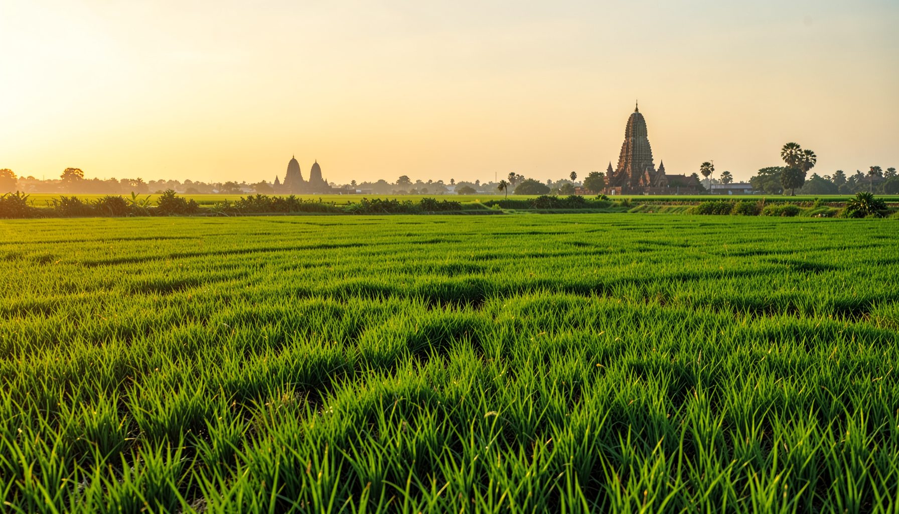 Expansive green paddy fields stretching to the horizon under a warm golden-hour sky, with distant temple gopurams silhouetted against the light